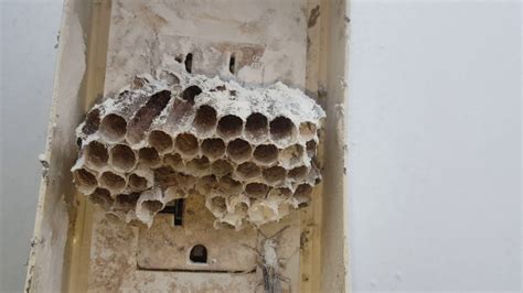 bees behind electrical box|outside electrical panel wasps.